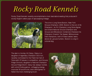 kirnie.com: Rocky Road Kennels - English Setter Puppies
Rocky Road Kennels recently accomplished a
most desirable breeding that produced 9 sturdy English setter 
pups of eye-popping lineage.