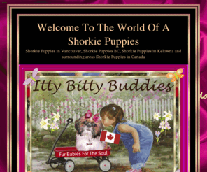 ittybittybuddies.com: Shorkie Puppies In Candada,Shorkies in Canada,Shorkie breeder in Canada
Shorkie puppies are now in Canada. Shorkie Breeder in  Canada, Shorkie breeder Vancouver,Shorkie breeder Kelowna,Shorkie breeder BC.