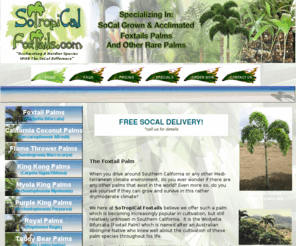 sotropicalfoxtails.com: Foxtail Palm Trees & Other Tropicals | Great Prices on Palms
Here's your chance to buy rare palms, seedlings and tropicals that grow in your area. Buy Southern California acclimated foxtail palms, california coconut palms, flame thrower palms, and more tropicals right here.