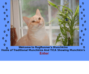 themunchkinrugrunners.com: Rugrunners Munchkins
munchkin kittens, munchkin cats, rugrunners, kittens for sale, show cats, TICA munchkins, breeding dwarf cats, munchkin, Raising a munchkin cat, short legs, baby legs, non standards, standards, Showing cats in PA. dwarf cats, dwarf, little cat small kitten