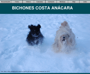 bichonescostaanacara.com: Inicio
Pagina Bichones da Costa Anácara