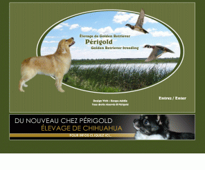 Perigold.com: Périgold : élevage sélectif de Golden Retrievers Perigold.com: Périgold : élevage sélectif de Golden Retrievers