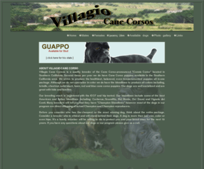 villagiocanecorsos.com: Villagio Cane Corsos - Breeder of Quality Cane Corso Dogs - Italian Mastiff - Cane Corso Puppies
Villagio Cane Corsos breeder of the Cane Corso.  The Cane Corso is a large, working and rare breed.  Originally from Italy.  The Cane Corso has a natural instinct to be a guard dog.  Aloof of strangers.  Can also be a great companion