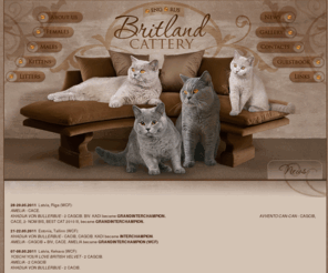 britland-cats.com: ~Britland~cattery~
The site of Britland cattery