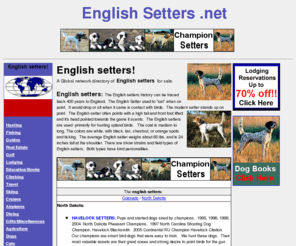 englishsetters.net: english setters, englishsetters, www.englishsetters.net
English setters. A Global network directory of 
English setters for sale. English Setters, show, bench, hunting and field trial Setters