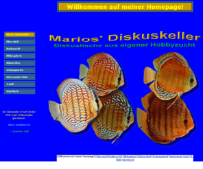 marios-homepage.net: Marios' Diskuskeller - Diskusfische aus eigener Hobbyzucht!
Mein Hobby ist die Zucht von Diskusfischen in Hamburg-Fischbek! Seit einigen Jahren beschäftige ich mich sehr intensiv mit dem König der Aquarienfische! Diskus kann jeder halten! Wenn man gewisse Grundregeln einhält, klappt es auch mit der Zucht!