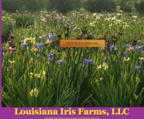 louisianairisfarms.com: Welcome to the Louisiana Iris Farms website. Thank you for visiting.
