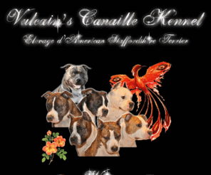 vulcainscanaille.com: Vulcain's Canaille Kennel - Page d'accueil
Vulcain's Canaille, élevage d'American Staffordshire Terrier.