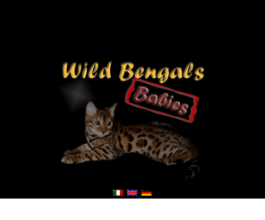 wildbengals.com: ..WildBengals
Wildbengals ist sehr stolz auf seine bezaubernden Bengalen. Wir züchten ausschließlich mit amerikanischen TOP-Linien, immer bestrebt das wilde Aussehen und den liebenswürdigen Charakter zu erhalten.