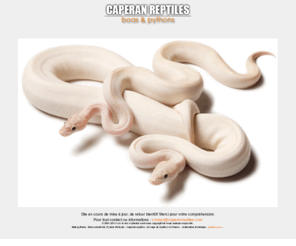 caperanreptiles.com: Accueil
Bienvenue sur le site de Caperan Reptiles.
Elevage de boas et pythons spécialisé en boas constrictor, pythons réticulés et pythons regius mais également partenaire et distributeur européen de l'élevage Canadien RegiusCo, spécialisé en mutations et combos chez les boas constrictor et pythons regius.
Offrant un large choix de boidés, n'hésitez pas à nous contacter pour tous renseignements, nous serons heureux de vous répondre.
Bonne visite et à bientôt,
Guillaume Caperan