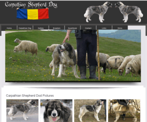 carpathiandog.info: Carpathian Shepherd Dog
Complete information about the Romanian Carpathian Shepherd Dog, Romanian national breed, standard, photo gallery, video gallery, history, breeders, sheepdog, dog