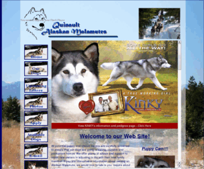 quinault.net: Alaskan Malamutes, Alaskan Malamute Rescue, Quinault Alaskan Malamutes, Brush Prairie, Washington and Southwest Montana
For the past several years, Quinault Alaskan Malamutes has been raising beautiful Alaskan Malamutes in our Pacific Northwest and SW Montana homes. Our primary interest is enjoying life with these intelligent, affectionate and friendly animals, and we are very involved in conformation showing, and rescue efforts for abandoned, abused and unwanted Malamutes. Visit our web site for photos and information on available dogs and puppies!