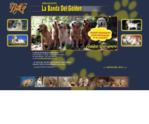 Bandagoldenit La Banda Dei Golden Di Ulli Schmid Allevamento