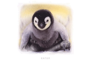 emperor-penguin.com: The Emperor Penguin : Aptenodytes forsteri
A baby Emperor Penguin