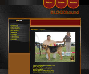 bloodhound.lt: www.bloodhound.lt
bloodhound, bloodhoundas, Šv. Huberto šuo, dog, šuo, veislė