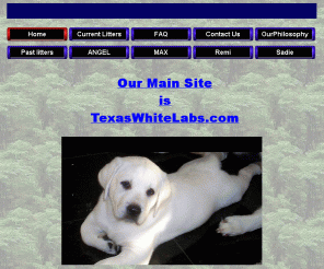 whitelabradorpuppy.com: White Labrador Puppy
