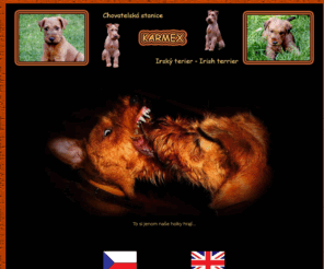 irishterrier.cz: Irský teriér - Chovatelská stanice KARMEX
Irský teriér - Chovatelská stanice KARMEX