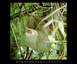 sloths.org: SLOTHS . ORG : a sleepy sloth
photograpgh of a sleepy sloth