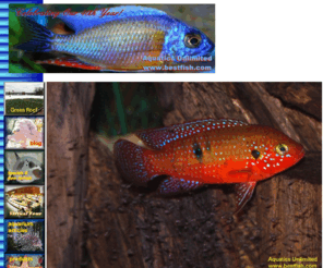 bestfish.com: Aquatics Unlimited Online
Located in a western suburb of  Milwaukee, Wisconsin, Aquatics Unlimited has an outstanding selection of tropical and pond fish, marine fish and invertebrates, aquarium and pond plants, and all the supplies needed to enjoy our hobby.