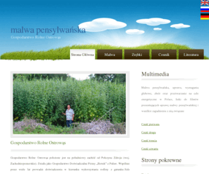 biomalwa.com: Malwa Pensylwańska - sprzedaż nasion
Malwa pensylwańska - sprzedaż nasion