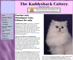 kaddyshack-cats.com: Persian and Himalayan Cats - Kittens for sale
Kaddyshack Cats is a CFA Cattery of Excellence, established in 1988. Our specialty is in Shaded Silver and Chinchilla Silver Persian Kittens with exquisite green eyes. . All of our Persian Kittens have been Fe-Leuk, FIV, and PKD tested Negative. Our Persian kittens come with CFA registration papers and four generation pedigree. They are vaccinated and wormed at 8, 10, and 12 weeks of age and come with a written health guarantee.