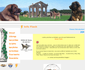 templeos.com: élevage de léonbergs,  retrouvez la vie de notre Tribu à travers les albums,  les articles et les jeux en ligne. Généalogie dynamique de nos léos. Adoptez les chiots issus de nos portées.
le temple d'artemis,  élevage familial de léonbergs de lydie marteyn,  premier prix lot d'élevage à Cluny 2004,  vous propose des chiens pleins de tendresse et parfaitement équilibrés. Découvrez les centaines de photos dans les albums,  et les rubriques spéciales telles la newsletter,  les jeux,  la généalogie...