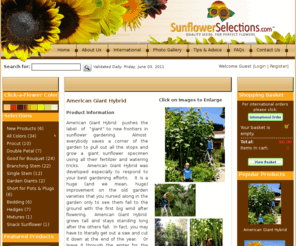 sunflowergiants.com: All Colors - American Giant Hybrid - Welcome to SunflowerSelections.com
SunflowerSelections.com is the original source for the world's best ornamental sunflower seeds for the home gardener and professional cut flower grower featuring ProCut Orange,  unique  bouquet types, and miniature pot varieties and giant hybrids.