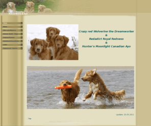 toller-rudel.com: Home
Nova Scotia Duck Tolling Retriever