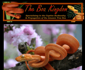 amazontreeboa.org: The Boa Kingdom - specializing in the captive husbandry & propagation of the Amazon Tree Boa
photos and care sheets for amazon tree boas, emerald tree boas, tree boa forum, rainbow boas, savu pythons,
mandarin ratsnakes, Ridleyi's cave dwelling ratsnakes, albino
florida pinesnakes, beauty snakes, royal diadems, cornsnakes,
grey banded kingsnakes, and a variety of other pages pertaining
to snakekeeping topics