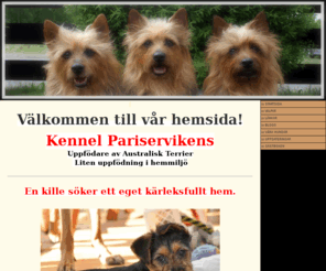 pariservikens.se: Pariservikens kennel - Uppfödning av  Australisk terrier
Pariservikens kennel - Uppfödning av  Australisk terrier i hemmiljö