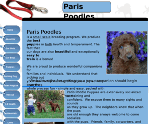 parispoodles.com: Paris Poodles-premium breeder of healthy standard poodle puppies!!
Paris Poodles-standard poodle-is a breeder of red standard poodles, apricot standard poodles, black standard poodles, brown standard poodles, and standard poodles for sale in BC, B.C. Vancouver, Canada. No inbreeding- Search Rescue dogs!