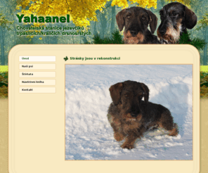 jezevcik.net: Stránky jsou v rekonstrukci
Jezevčík trpasličí/králičí drsnosrstý