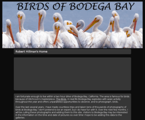 birdsofbodegabay.com: Birds of Bodega Bay -- Robert Hillman | SmugMug
bodega bay birds