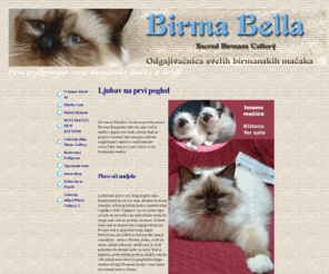 birma-maca.com: prve svete birmanske mačke u srbiji: O nama About us
Svete birmanske mačke  - sacred birman na engleskom i heilige birma ili samo birma na nemačkom,  veoma su popularne u celom svetu a BirmaBella je prva odgajivačnica koja gaji ove pedigrirane mačke i u Srbiji.Povremeno imamo mačiće na prodaju.