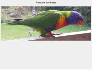 lorikeet.net: Our friends the (wild) Rainbow Lorikeets
