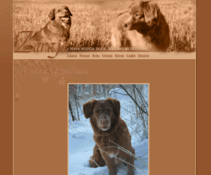 zarajatollers.com: = Zaraja - Nova Scotia Duck Tolling Retrierers =
