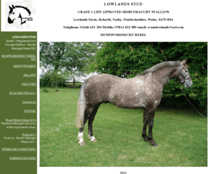 lowlands-stud.com: LOWLANDS STUD
Grade 1 Registered Irish Draught Stallion  -  Munfin Midnight Rebel    RID