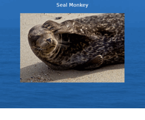 sealmonkey.com: Seal Monkey
This site is a taxonomy of marine life in Southern California