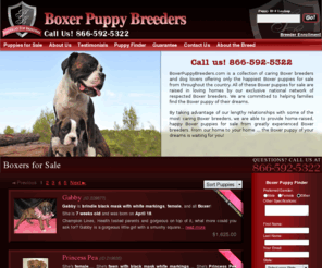 boxerpuppybreeders.com: Boxer Puppy Breeders.com
Boxer Puppy Breeders.com is a collection of  caring Boxer breeders and dog lovers offering only the finest Boxer puppies for sale from across the United States.