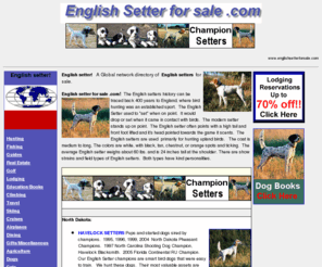 englishsetterforsale.com: english setter for sale, englishsetterforsale, www.englishsetterforsale.com
English setter for sale. A Global network directory of English 
setters for sale. English Setters, show, bench, hunting and field trial Setters