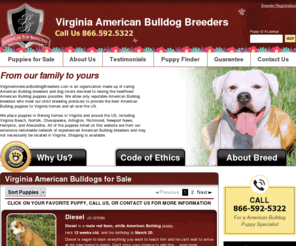 virginiaamericanbulldogbreeders.com: Virginia American Bulldog Breeders.com
Virginia American Bulldog Breeders.com is a group of reputable American Bulldog breeders and dog lovers devoted to raising the healthiest American Bulldog puppies possible.