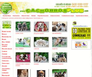 cachorrosplus.com: Venta perros- cachorros yorkshire-bichon maltes-bulldog frances | Cachorrosplus.com
Venta de perros raza pura, 5 años de garantía: Cachorros shih tzu, Carlino, west higland, minipincher, bulterrier, bulldog ingles, bulldog frances, cachorros bichon maltes, cachorros yorkshire, venta perro. A traves de la venta de perros on-line conseguimos hacer llegar perros de calidad a cualquer punto de España.