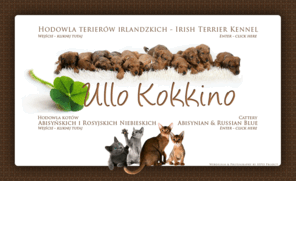 ullokokkino.com: Ullo Kokkino FCI & Ullo Kokkino*PL .:. Teriery Irlandzkie, koty abisyńskie i rosyjskie niebieskie - hodowla
