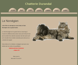 chaton-race.com: le chaton de race norvegien
le chaton norvegien,chatons norvegiens disponibles,elevage du chat de race norvegien,