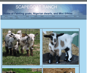 scapegoatranch.com: Home - SCAPEGOAT RANCH
       Registered fainting goats, nigerian dwarfs, & mini silkies