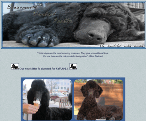 beaucanichestandardpoodles.com: Beaucaniche Poodles
All about Beaucaniche Standard Poodles,history,Black Standard Poodles, Brown Standard Poodles, Cream Standard Poodles, health, genetics, Standard Poodle puppies for sale, breeders,links and more, Canadian Poodles, dog clubs