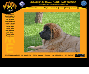 wiyot.it: Leonberger Wiyot - Allevamento riconosciuto ENCI FCI
Allevamento della razza Leonberger,cuccioli, foto gallery