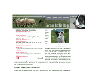 border-collie-dogs.com: Border Collies
General resource of breeders, rescues, and clubs, including a selection of Border Collie pictures and informational links.