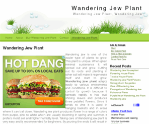 wanderingjewplant.net: Wandering Jew Plant
Wandering Jew is one of the easier type of plants to grow. Here you can find all information about wandering jew plant.
