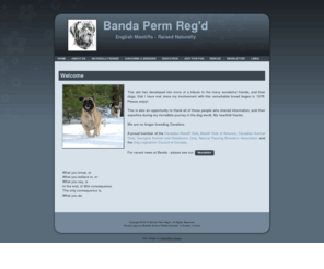 bandamastiffs.ca: Banda
 Mastiff breeder in Ontario, Canada.  Naturally raised.  Occasional, quality  puppies, healthed tested from Championed parents.